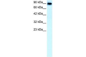 WB Suggested Anti-SLC4A1 Antibody Titration:  0. (Band 3/AE1 antibody  (N-Term))