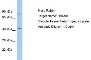 Host: Rabbit Target Name: RAD9B Sample Type: Fetal Thymus lysates Antibody Dilution: 1. (RAD9B antibody  (C-Term))