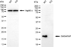 Western blotting analysis using GABARAP antibody (ABIN7798680).