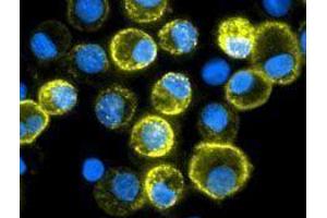 Immunofluorescence (IF) image for anti-CD209 (CD209) antibody (Alexa Fluor 647) (ABIN2657693) (DC-SIGN/CD209 antibody  (Alexa Fluor 647))