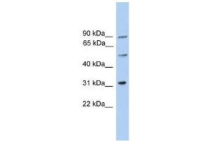 C6orf182 antibody used at 0. (CEP57L1 antibody  (Middle Region))