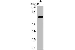 Western Blot analysis of HepG2 cells using MEK Kinase-3 Polyclonal Antibody (MAP3K3 antibody  (Internal Region))