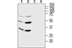 Western blot analysis of human HL-60 promyelocytic leukemia (lanes 1 and 3) and human NK-92 natural killer (lanes 2 and 4) cell line lysates: - 1,2. (GPR56 antibody  (Extracellular, N-Term))