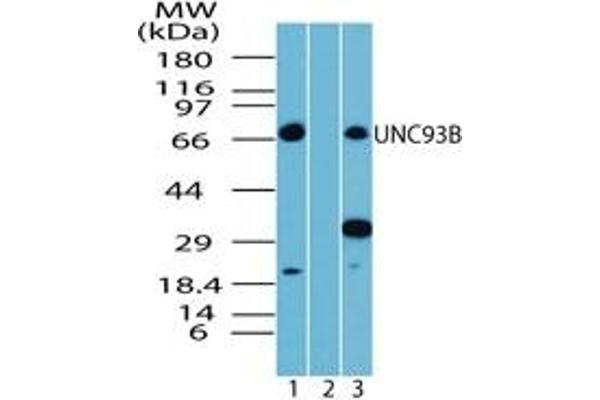 UNC93B1 抗体  (AA 500-550)