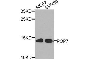 Western blot analysis of extract of MCF7 and SW480 cells, using POP7 antibody.