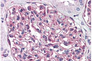 Anti-GPR116 antibody  ABIN1048695 IHC staining of human kidney.