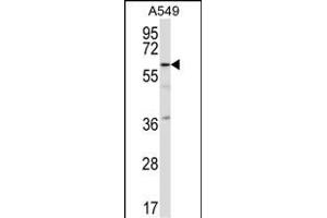 TFCP2L1 Antibody (C-term) (ABIN657361 and ABIN2846411) western blot analysis in A549 cell line lysates (35 μg/lane). (TFCP2L1 antibody  (C-Term))
