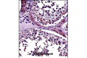 PRMT5 Antibody (N-term) (ABIN657695 and ABIN2846686) immunohistochemistry analysis in formalin fixed and paraffin embedded human testis tissue followed by peroxidase conjugation of the secondary antibody and DAB staining.