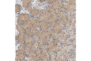 Immunohistochemical staining of human stomach with C9orf46 polyclonal antibody  shows moderate cytoplasmic positivity in glandular cells.