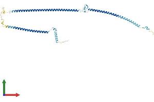 AlphaFold protein structure predicition of Mouse Recombinant Ribc1 Protein, UniprotID Q9D0B8