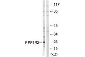Western Blotting (WB) image for anti-Protein Phosphatase 1, Regulatory (Inhibitor) Subunit 2 (PPP1R2) (AA 86-135) antibody (ABIN1532721)