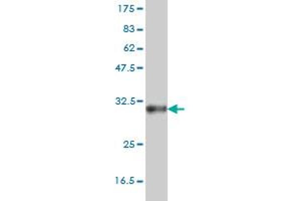 SOX21 antibody  (AA 224-265)