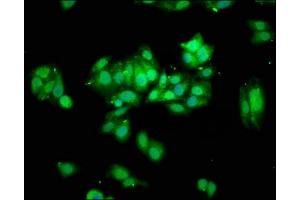 Immunofluorescence staining of HepG2 cells with ABIN7172059 at 1:100, counter-stained with DAPI. (THO Complex 5 antibody  (AA 2-53))