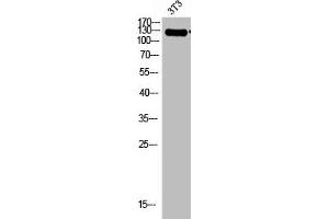 Western Blot analysis of 3T3 cells using Integrin α2 Polyclonal Antibody (ITGA2 antibody  (C-Term))