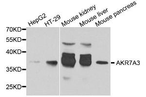 Western blot analysis of extract of various cells, using AKR7A3 antibody. (AKR7A3 antibody)