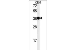 Western blot analysis of CD300LB Antibody (N-term) (ABIN651396 and ABIN2840215) in CEM cell line lysates (35 μg/lane). (CD300LB antibody  (N-Term))