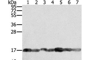 Western Blot analysis of PC3, Raji, NIH/3T3, K562, hela, hepg2 and Jurkat cell using PPIA Polyclonal Antibody at dilution of 1:400 (PPIA antibody)