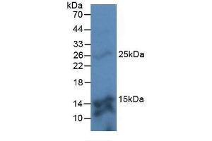 Western blot analysis of Mouse Kidney Tissue. (TMEM27 antibody  (AA 17-137))