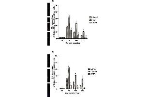 The relationships of the Wnt and Notch signaling pathway and the proliferation of epidermal stem cells was analyzed by immunofluorescence. (c-MYC antibody  (AA 101-200))