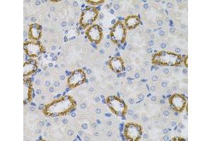 Immunohistochemistry of paraffin-embedded Mouse kidney using SIGMAR1 Polyclonal Antibody (SIGMAR1 antibody)