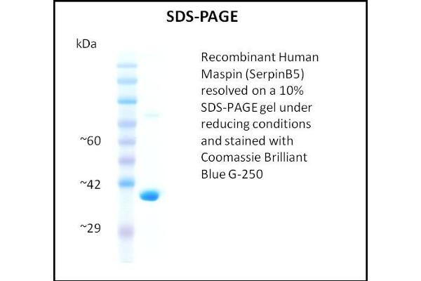 SERPINB5 Protein