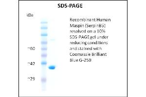 SERPINB5 蛋白