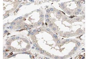 ABIN6272983 at 1/100 staining Mouse kidney tissue by IHC-P. (PLIN3 antibody)
