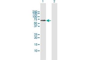 Western Blot analysis of ALDH4A1 expression in transfected 293T cell line by ALDH4A1 MaxPab polyclonal antibody. (ALDH4A1 antibody  (AA 1-563))