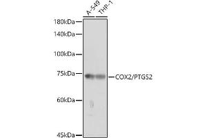 Western Blotting (WB) image for anti-Prostaglandin-Endoperoxide Synthase 2 (Prostaglandin G/H Synthase and Cyclooxygenase) (PTGS2) (AA 375-604) antibody (ABIN6146415)