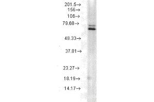 Western Blot analysis of Rat skeletal muscle tissue lysate showing detection of Hsp70 protein using Mouse Anti-Hsp70 Monoclonal Antibody, Clone 5A5 . (HSP70 antibody  (Biotin))