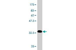 Western Blot detection against Immunogen (34. (CKS2 antibody  (AA 1-79))