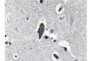 Immunohistochemistry analyzes of AP20629PU-N AQP0 antibody in paraffin-embedded human brain tissue. (MIP antibody)