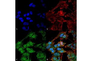 Immunocytochemistry/Immunofluorescence analysis using Rabbit Anti-ATG9B Polyclonal Antibody . (ATG9B antibody  (AA 110-121) (APC))