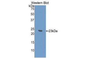 Western Blotting (WB) image for anti-Interferon, alpha 7 (IFNa7) (AA 24-190) antibody (ABIN3203135) (IFNA7 antibody  (AA 24-190))