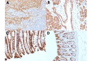 Immunohistochemical staining (Formalin-fixed paraffin-embedded sections) of human tonsil (A), human pancreas (B), mouse colon (C) and rat colon (D) with CTNNB1 monoclonal antibody, clone CTNNB1/1508 .