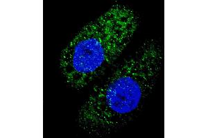 Fluorescent image of  cells stained with ATG5 antibody. (ATG5 antibody)