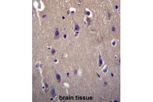 CARTPT Antibody (N-term) immunohistochemistry analysis in formalin fixed and paraffin embedded human brain tissue followed by peroxidase conjugation of the secondary antibody and DAB staining. (CARTPT antibody  (N-Term))