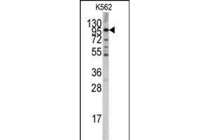 Western blot analysis of anti-LGR5/GPR49 Antibody (Center) f in K562 cell line lysates (35 μg/lane). (LGR5 antibody  (AA 443-473))