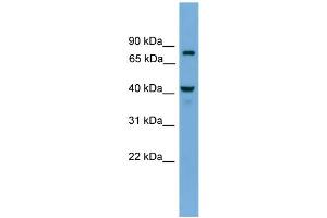 WB Suggested Anti-FAM105A Antibody Titration:  0. (FAM105A antibody  (N-Term))