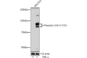 Western blot analysis of NIH/3T3 cells, using Phospho-ST-Y705 Rabbit mAb (ABIN6135325, ABIN6136266, ABIN6136267 and ABIN7101883) at 1:1000 dilution. (STAT3 antibody  (pTyr705))