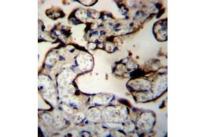 Formalin fixed and paraffin embedded human placenta tissue reacted with DNAJB11 Antibody (N-term) followed by peroxidase conjugation of the secondary antibody and DAB staining. (DNAJB11 antibody  (N-Term))