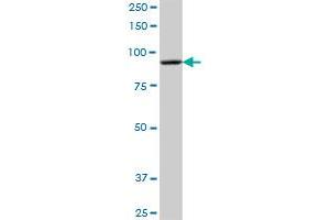 DHTKD1 MaxPab polyclonal antibody. (DHTKD1 antibody  (AA 1-919))