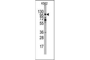 Western blot analysis of EPHA10 Antibody (N-term) in K562 cell line lysates (35ug/lane). (EPH Receptor A10 antibody  (N-Term))
