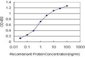 Detection limit for recombinant GST tagged GLUL is approximately 0. (GLUL antibody  (AA 274-373))