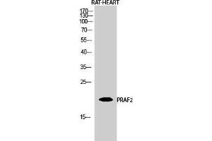 Western Blot (WB) analysis of Rat Heart cells using PRAF2 Polyclonal Antibody. (PRAF2 antibody  (C-Term))