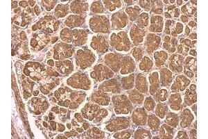 IHC-P Image NDUFS8 antibody detects NDUFS8 protein at on mouse stomach by immunohistochemical analysis.