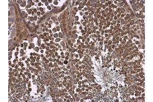 IHC-P Image NPR-C antibody [N3C3] detects NPR-C protein at cell membrane and cytoplasm in mouse testis by immunohistochemical analysis. (NPR3 antibody)