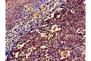 Immunohistochemistry of paraffin-embedded human tonsil tissue using ABIN7161494 at dilution of 1:100 (NCF1 antibody  (AA 63-232))