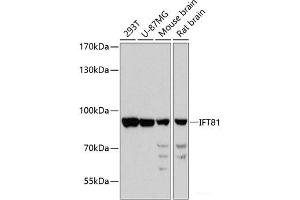 IFT81 antibody