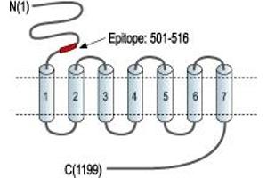 anti-Glutamate Receptor, Metabotropic 1 (GRM1) (Extracellular), (N-Term) antibody